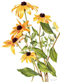 Rudbeckia hirta by Constance Sayas: 