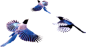 三只鸟