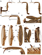 Manual of praying mantis morphology, nomenclature, and practices (Insecta, Mantodea)