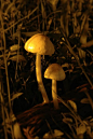 {大自然}实拍植被01（菌类，果实）