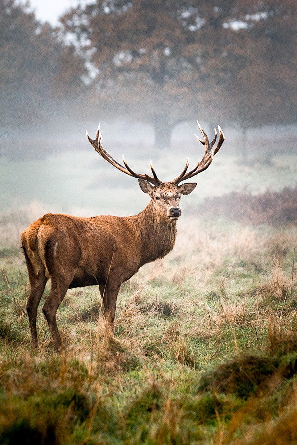 deersworlddeersinrichmondparksurreyuk