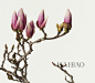 一叶一花的自然之妙！日本艺术家Takashi Tomooka的花卉摄影作品赏，如诗画般的空灵美感