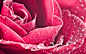 rose_petals_drops_pink_89136_3840x2400.jpg (3840×2400)