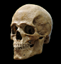 Anatomy (Skull), Guzz Soares : Study based on an skull