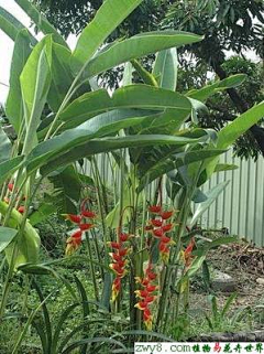 疯狂的妈采集到花镜植物