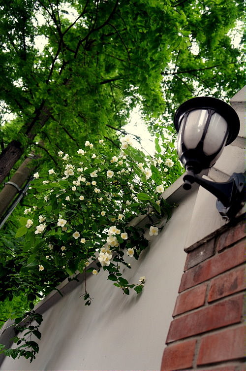 上海




一盏灯，一蔷花，一棵树，一...
