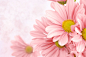 粉色花朵背景图片素材