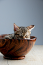 pet-cat-sleeping-their-palate-doze-95b11c6322ef51b2c7a450cfce8ed9c3.jpg (2802×4218)