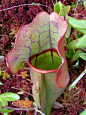 An inside look at carnivorous plants: Researchers track the importance of microscopic inhabitants