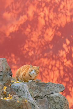 林木亦森采集到猫猫狗狗