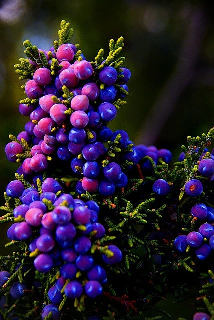 Juniper Berries 刺柏果-花瓣网