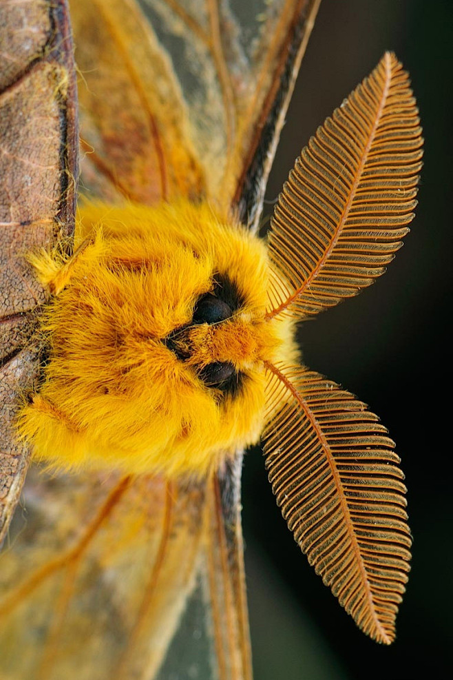 鳞翅目蚕蛾科蚕蛾