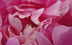 牡丹花高清电脑壁纸桌面壁纸1