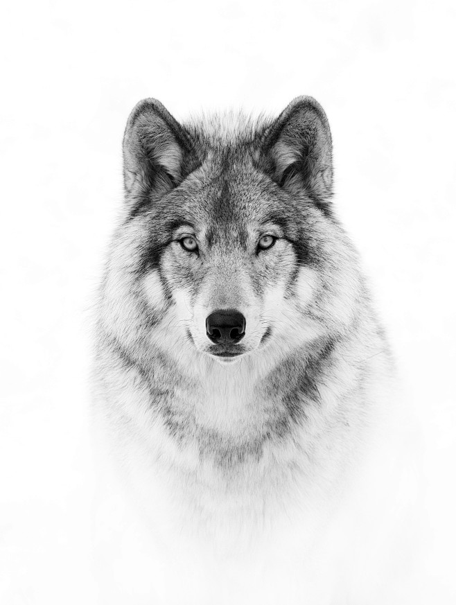 Wolf Portrait in B&W...