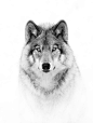 Wolf Portrait in B&W : © Jim Cumming 
To purchase prints, cards, pillows, shirts and more you can visit my Redbubble site