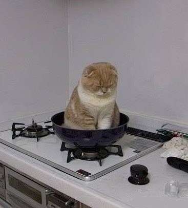 准备做饭了，但这货生气了，怎么赶都不愿意...