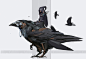 CROW