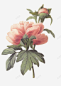 油画牡丹花 平面电商 创意素材