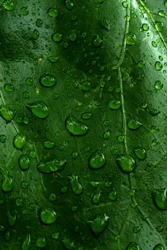 高清壁纸：自然植物护眼绿，照亮你的美_手机壁纸_妹子图萌