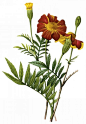 国外手绘植物花朵大全图片 
尺寸：1524x2200 
图片编号：11104-299084