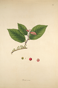 鹰与书采集到植物插画