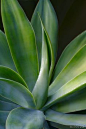 AGAVE ATTENUATA, Foxtail Agave