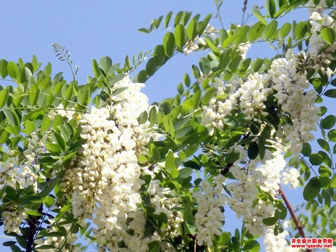 刺槐的花期、形态特征、生长习性和园林用途-花瓣网
