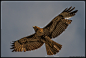 Redtail Hawk 3/23/14 by AirshowDave