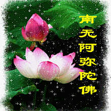 荷花蝴蝶动态壁纸_百度图片搜索