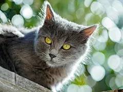 高清小萌猫桌面壁纸  #优质# #动物# #高清#