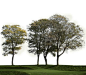 Cutout image of a tree group. Transparent backgroud image, Ready to use in phoshop. Baum; grupo de árvores; arbre détouré