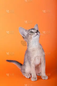 一只小阿比西尼亚蓝猫，橙色背景上的小猫。