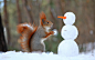 堆雪人2015年1月13日报道，俄罗斯一只红松鼠在森林里用胡萝卜和雪球“堆起”了一个完美的雪人。奇趣壹周（1.9-1.15）_高清图集_新浪网 #野生动物# #萌#