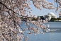 Cherry blossoms in Washington DC创意图片素材 - E+