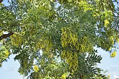 槐花