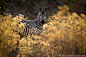 Photograph Zebra by Will Burrard-Lucas on 500px