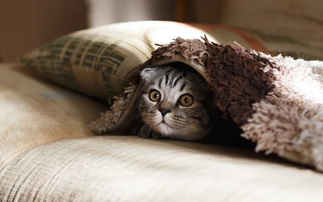 brown Scottish fold ...