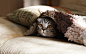 brown Scottish fold in brown thick-pile blanket