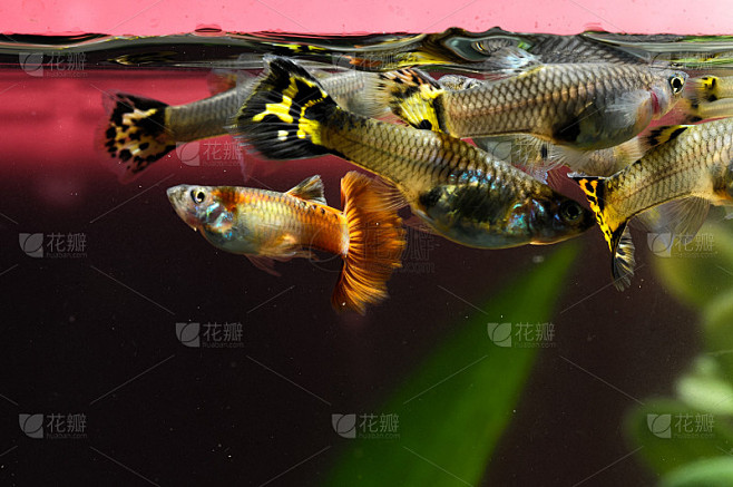 多色孔雀鱼