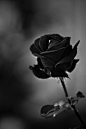 黑玫瑰唯美图片