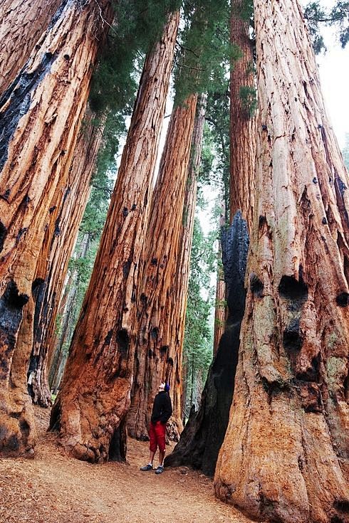 California Redwoods:...