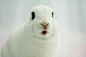 宠物图片：爱化烟熏妆的海棠兔 (13)