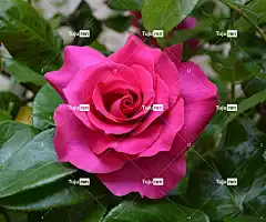 花 玫瑰花 自然 玫瑰 美丽的花朵 花卉背景 花壁纸 花朵