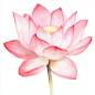 jasonsun1576_Watercolor_pink_lotus_flower_clip_art_white_backgr_da3a9cd9-0cdf-48b3-82c6-ebe0433b5bb8