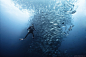 Alexander Safonov：真实的水下幻想










俄罗斯摄影师Alexander Safonov的水下摄影作品真的令人惊叹。拿到潜水执照后，他从2002年就开始尝试水下摄影，并获得过莫斯科国际潜水摄影大赛的最高奖项。

Safonov说：“鲨鱼是我最喜欢的动物，因为他们是美和危险的结合。我在世界各地的许多地方潜水，但我最喜欢的是南非狂野海岸，在那里潜水我拍摄到了一年一度的沙丁鱼活跃季。对于需要在海底近距离寻找大型掠食者拍摄的人来说，诱饵是一个最佳选择。在单独潜水时我能看到更多的大型食