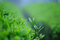 还好姑娘采集到茶叶