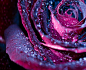 玫瑰花。露珠镶嵌其中，更觉曼妙。 来自微笑堇堇在堆糖网的分享