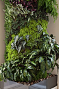 New Resource Bank, Living Wall, Green Wall, Living Column - Habitat Horticulture