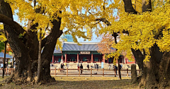 小豆菌采集到成均馆大学