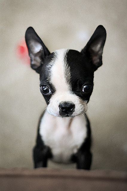 Boston Terrier | So ...